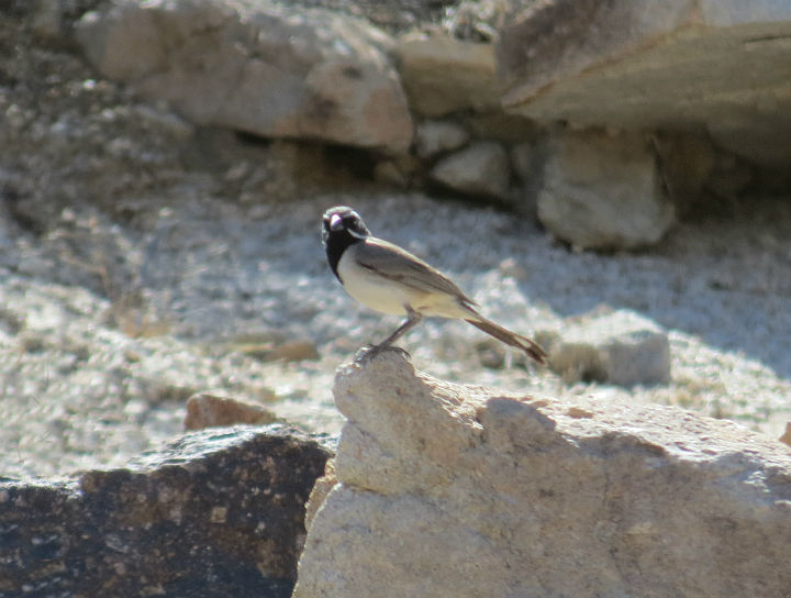 Black-throated Sparrow